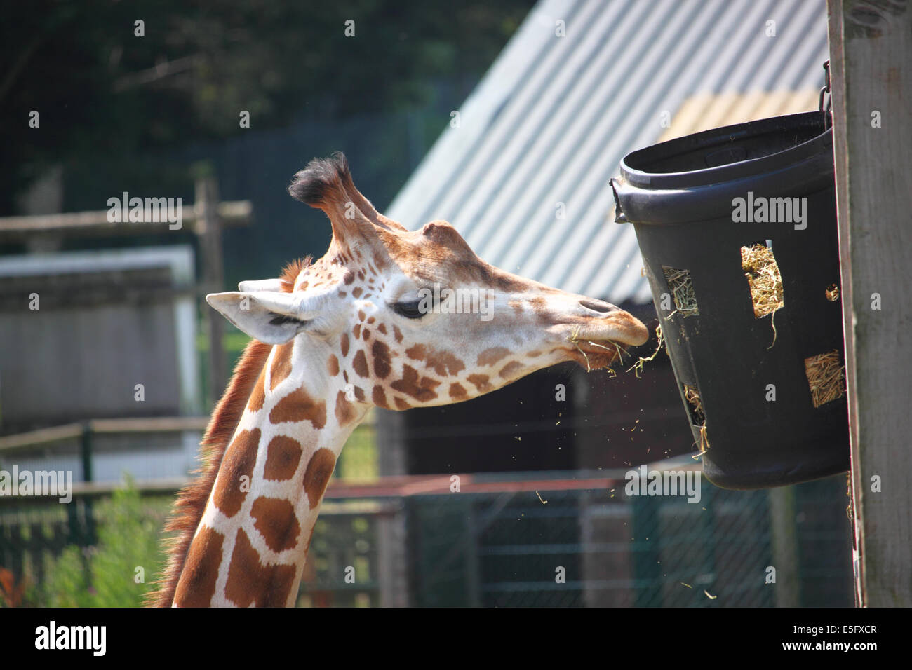 Une girafe dans un zoo rss à partir d'un seau. Banque D'Images