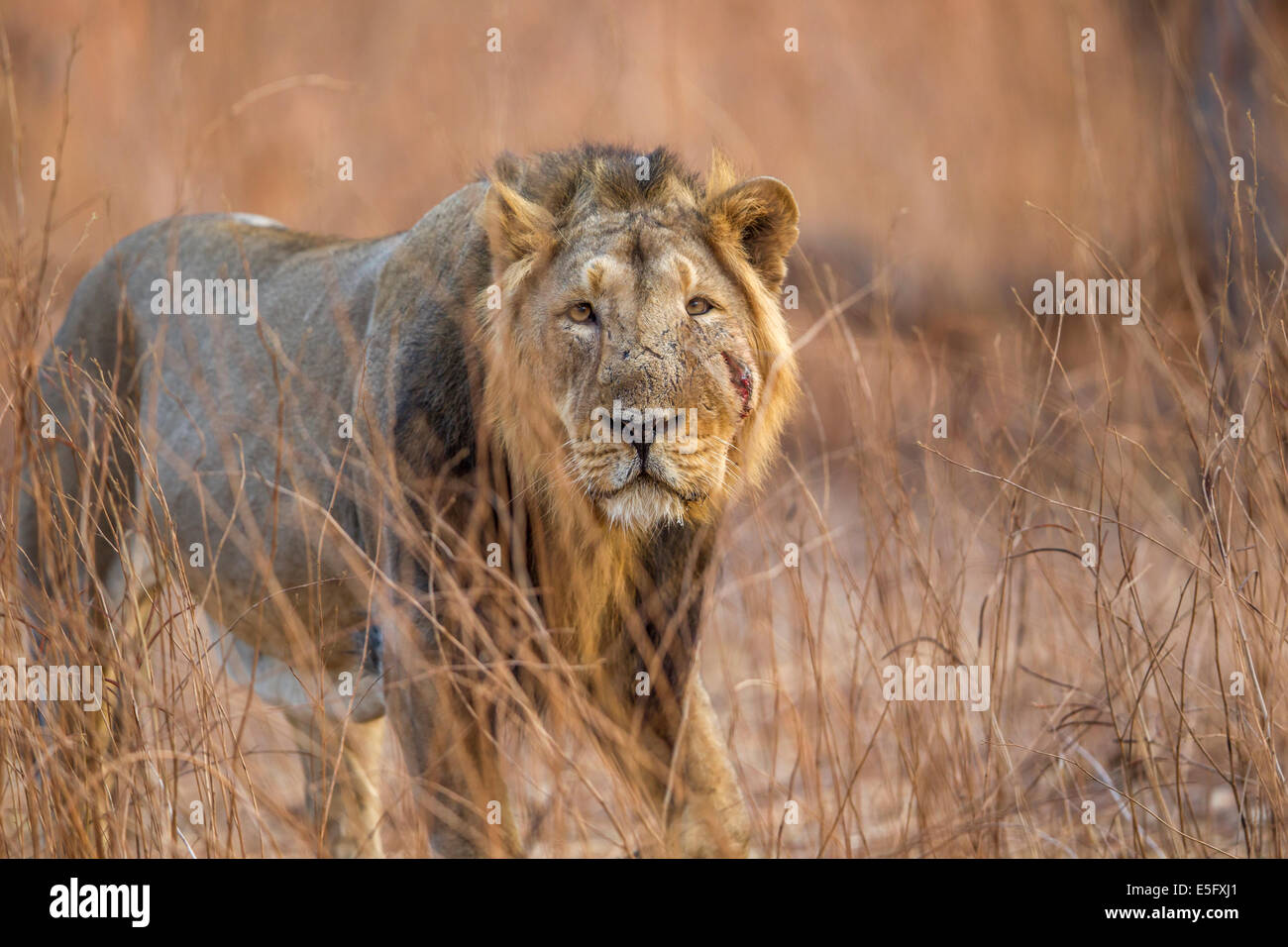 Homme Lion d'Asie (Panthera leo persica) à Rif forêt, Gujarat, Inde. Banque D'Images