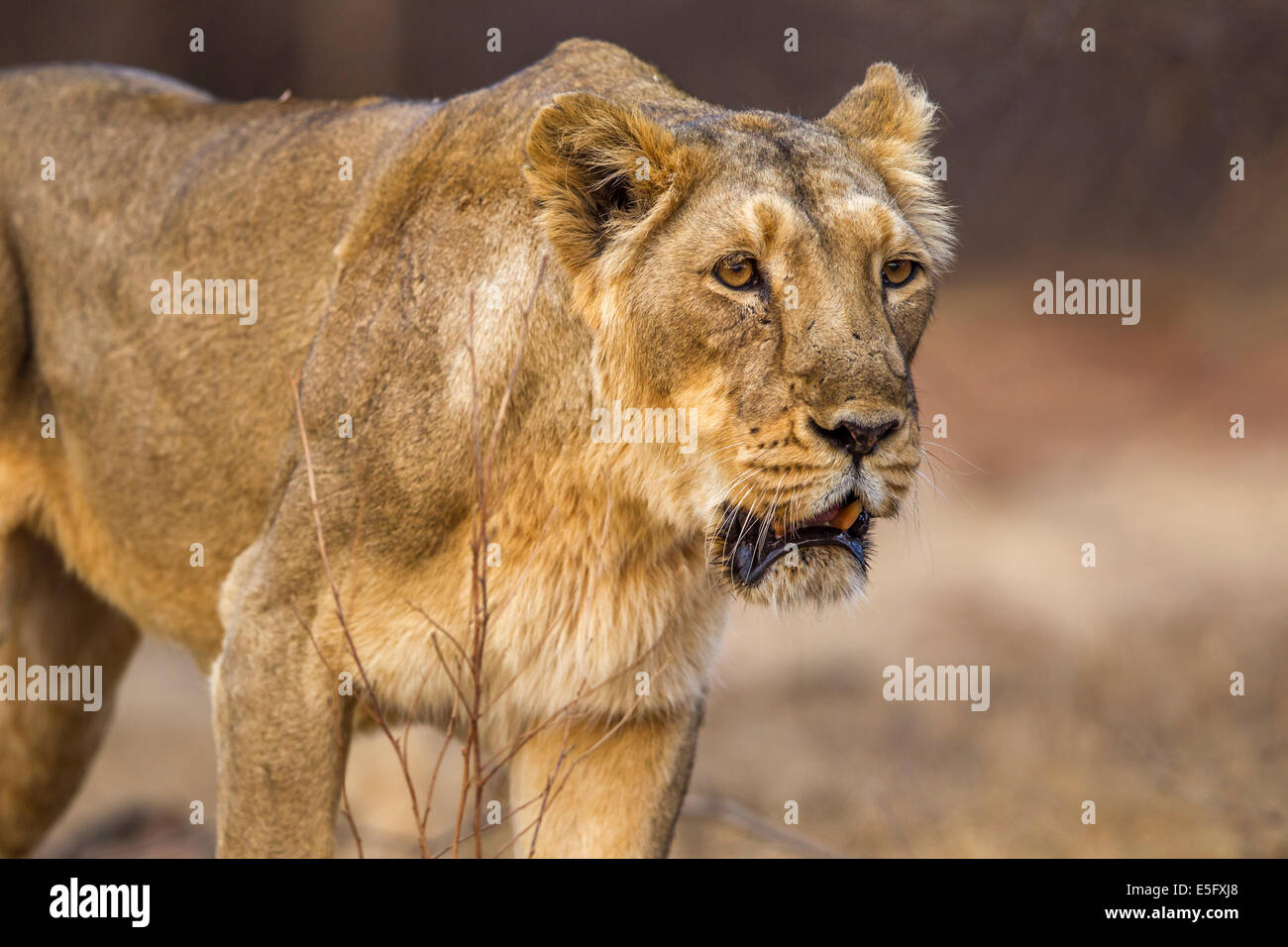 Lionne d'Asie (Panthera leo persica) à Rif forêt, Gujarat Inde. Banque D'Images
