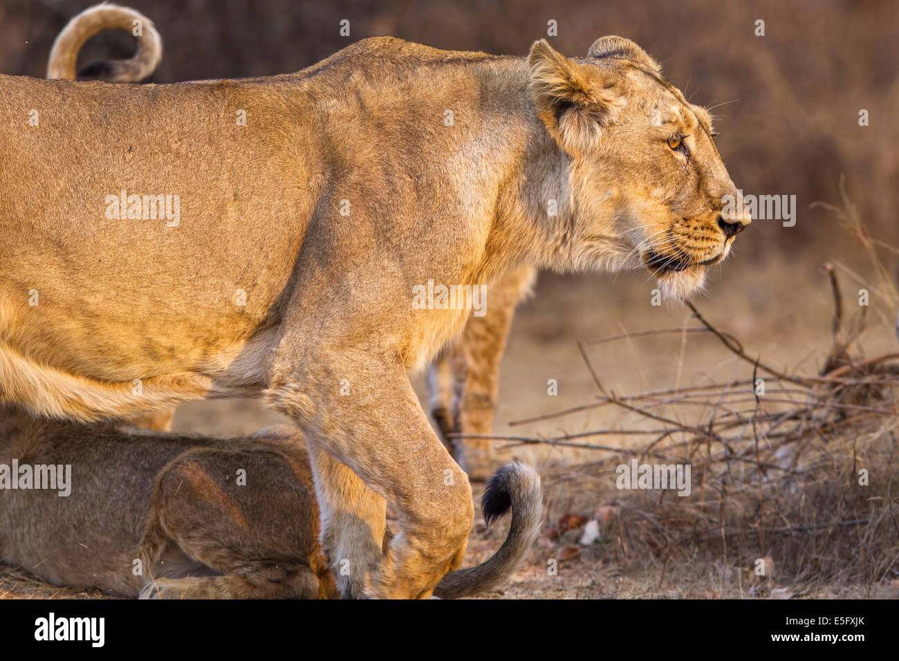 Lionne d'Asie (Panthera leo persica) à Rif forêt, Gujarat, Inde. Banque D'Images