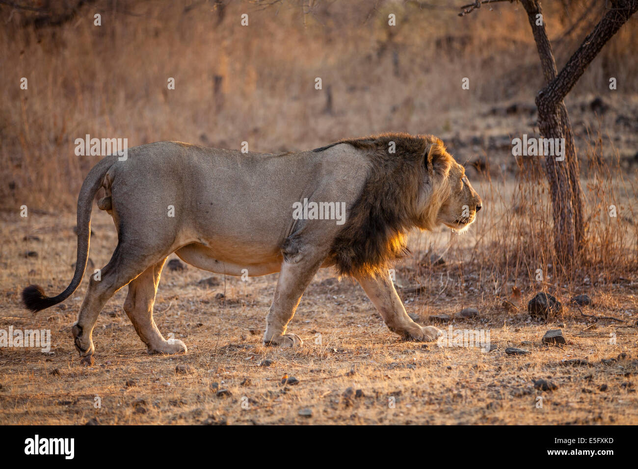 Asiatic Lions rôdant dans la lumière du matin [Panthera leo persica] au rif forêt, Gujarat, Inde. Banque D'Images