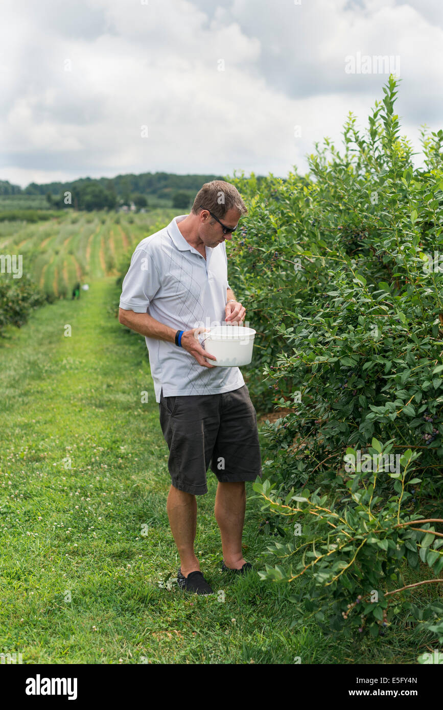 Un homme ramasser des bleuets dans un verger Banque D'Images