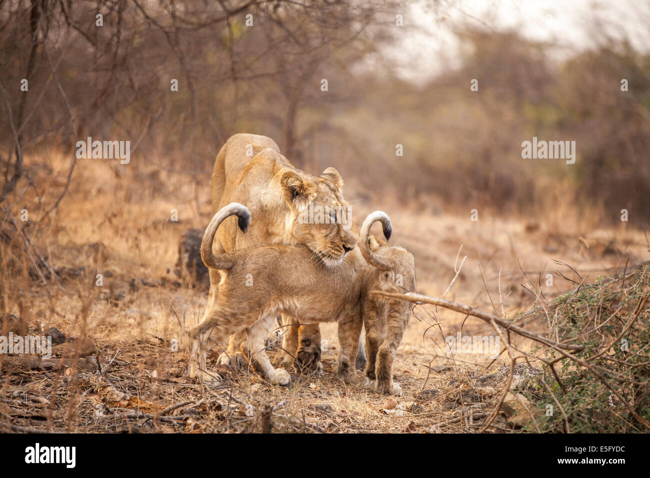 Les Lions d'Asie [Panthera leo persica] famille à Rif Forêt, Gujarat Inde. Banque D'Images