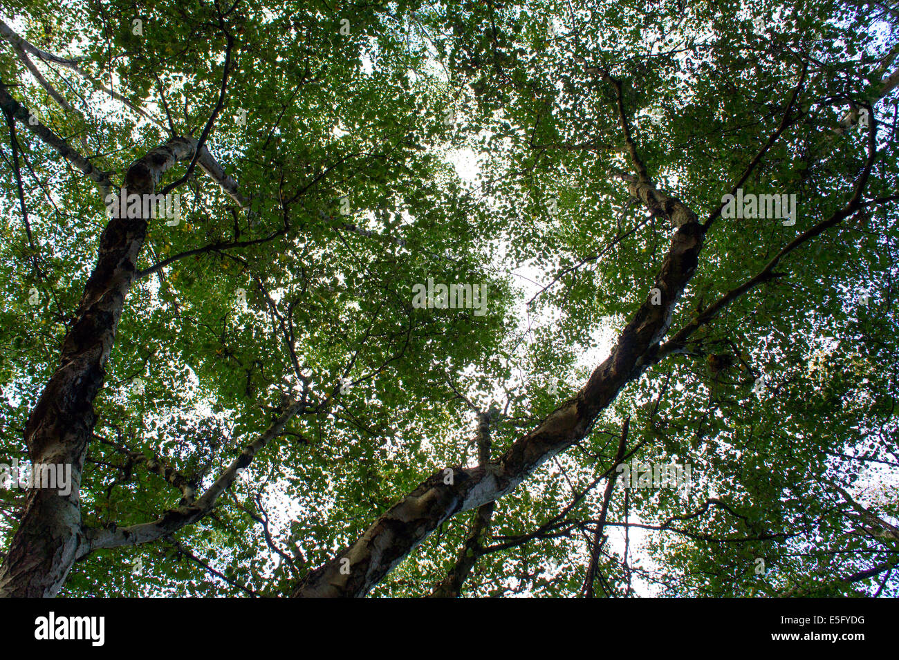 À la verticale pour le ciel à travers deux d'argent les arbres et les branches de bouleau Banque D'Images