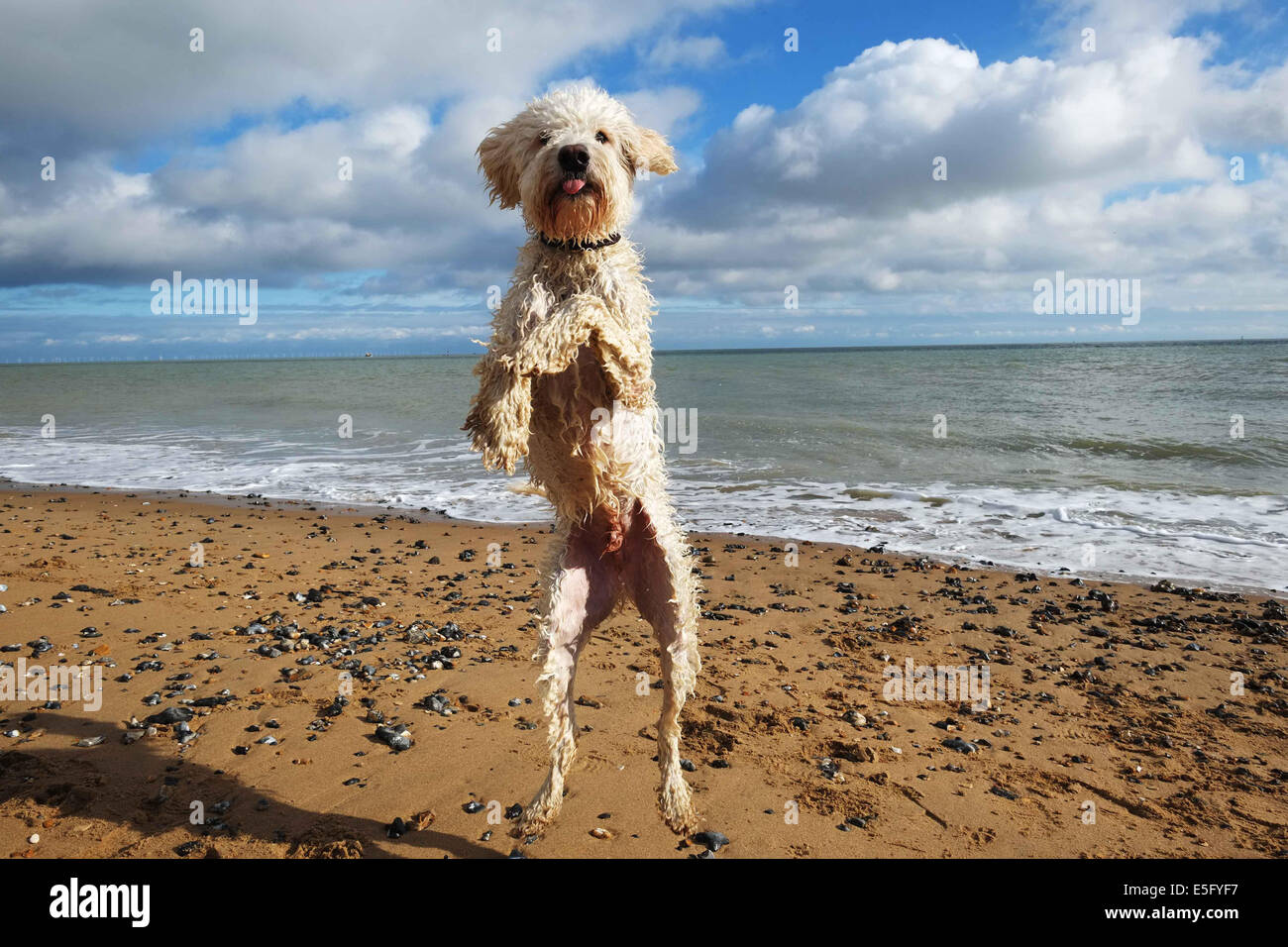 Labradoodle chien sautant sur une plage Banque D'Images