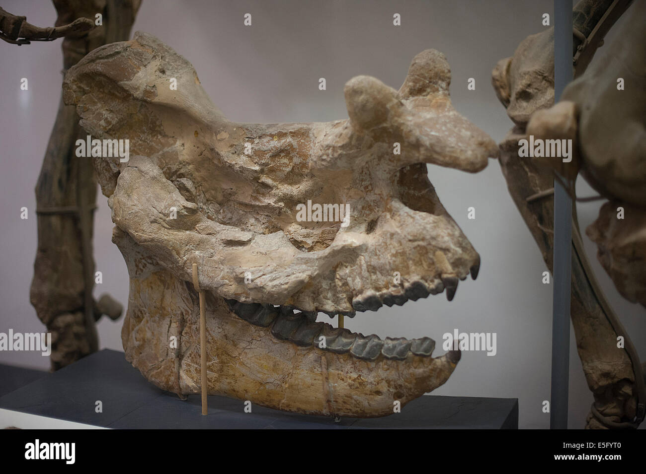 Crâne de mammifère disparu Brontotherium sp., Eocen Age Banque D'Images