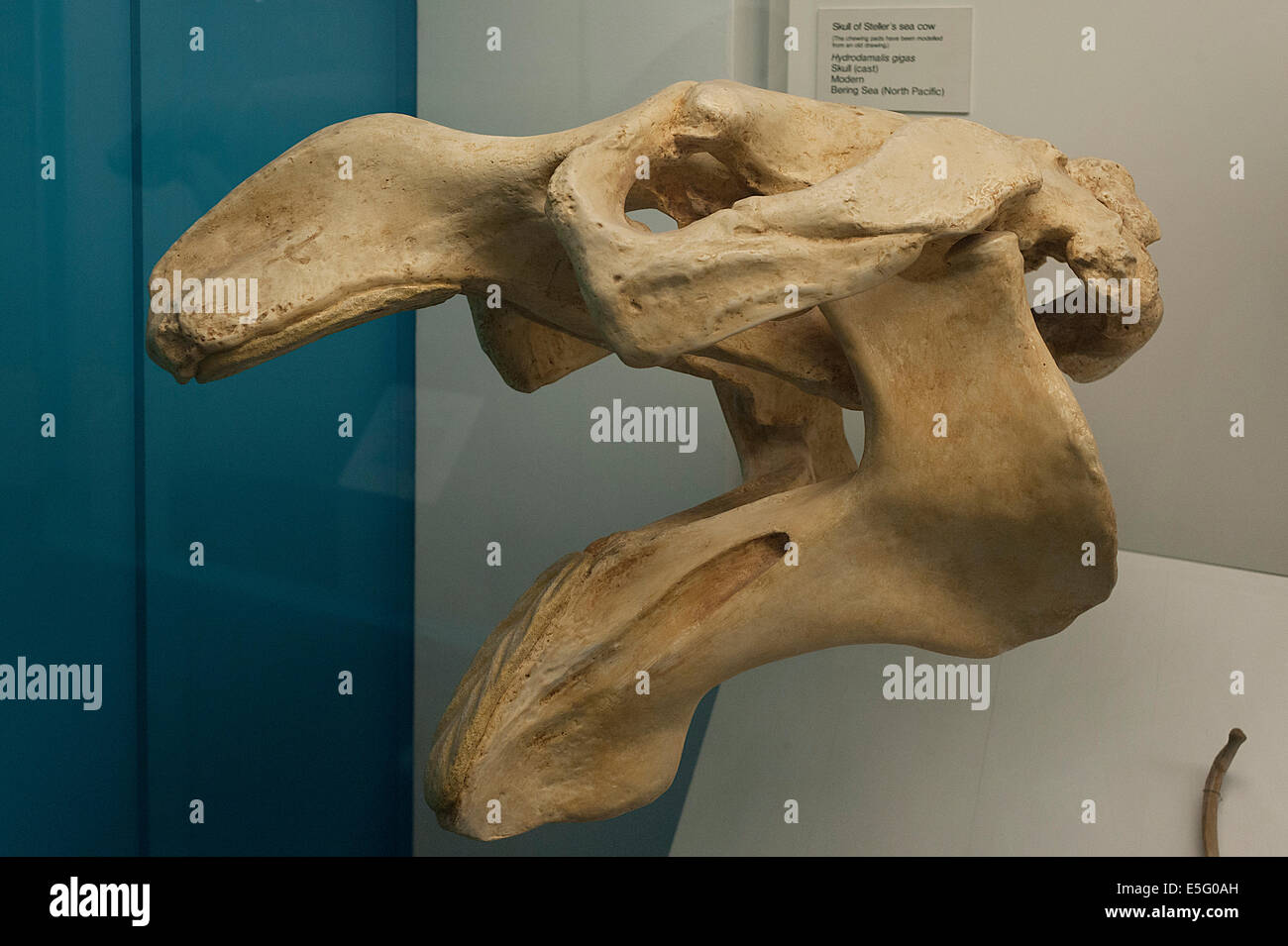 Cast de crâne de lion de mer de Steller Hydrodamalis gigas, vache, Mer de Béring, le Pacifique Nord Banque D'Images