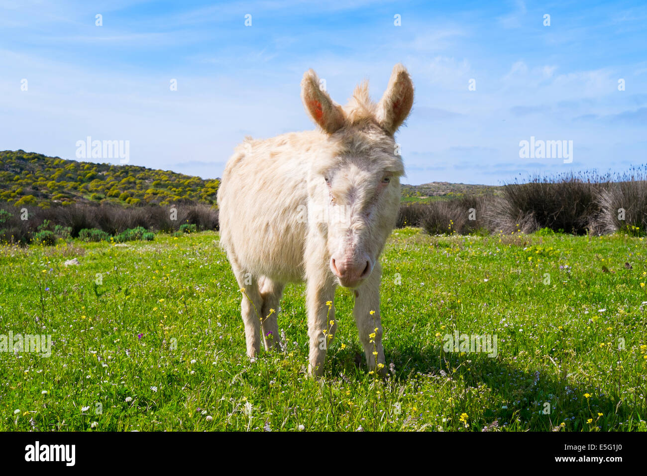 Âne sarde blanc dans l'île d'Asinara, Sardaigne, Italie Photo Stock - Alamy