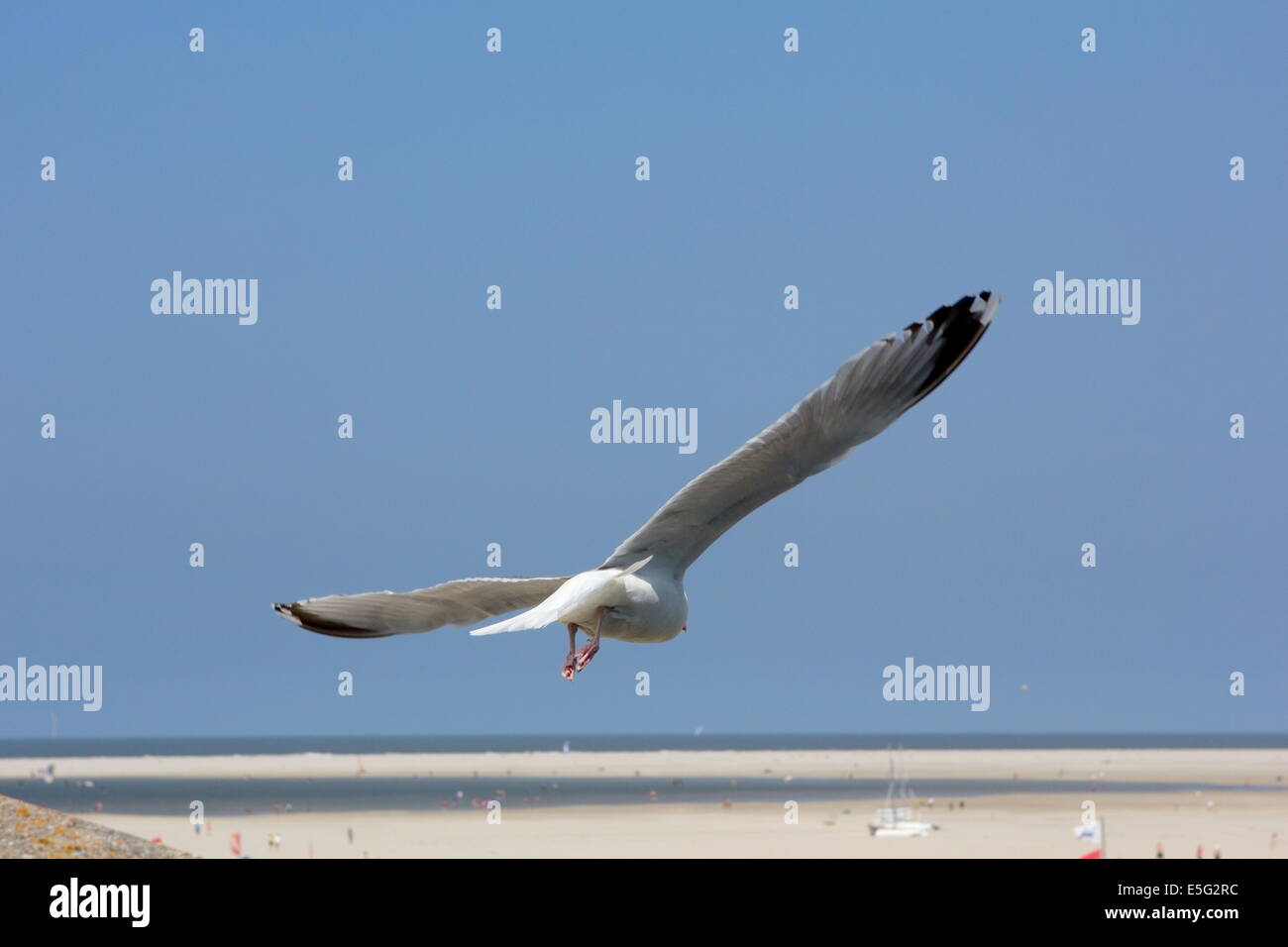 Seagull flying à Borkum, Allemagne Banque D'Images