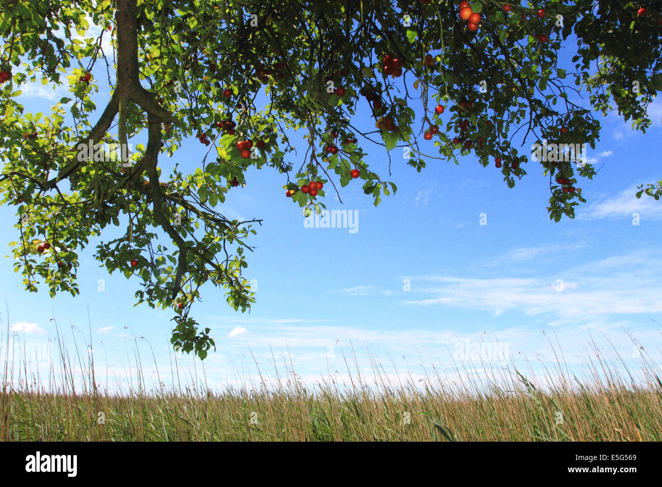 Le prunier sauvage dans le bois, les aliments biologiques, les aliments sauvages,campagne anglaise,Burgh Castle Banque D'Images