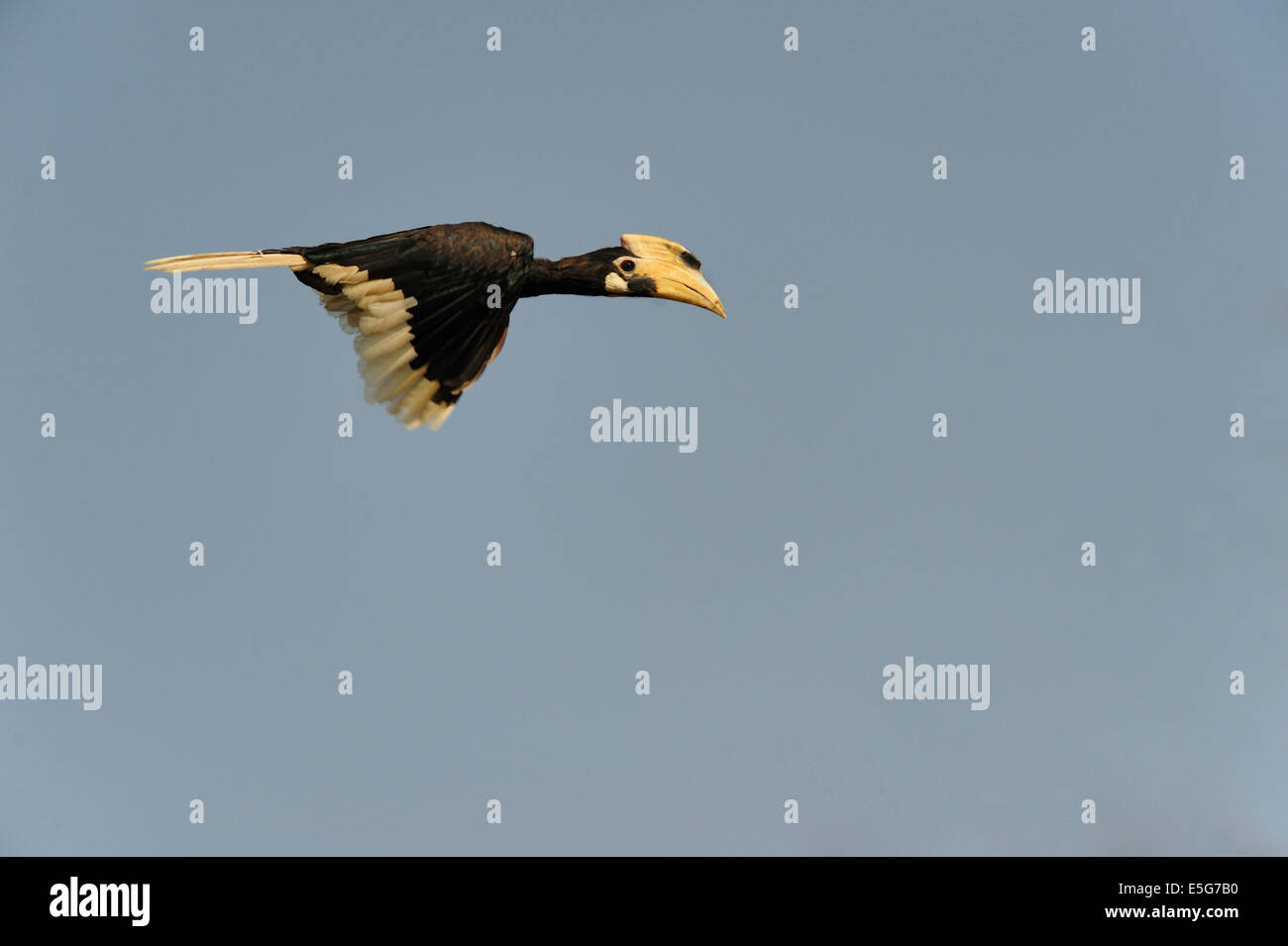 Malabar Pied Hornbill Flight Banque D'Images