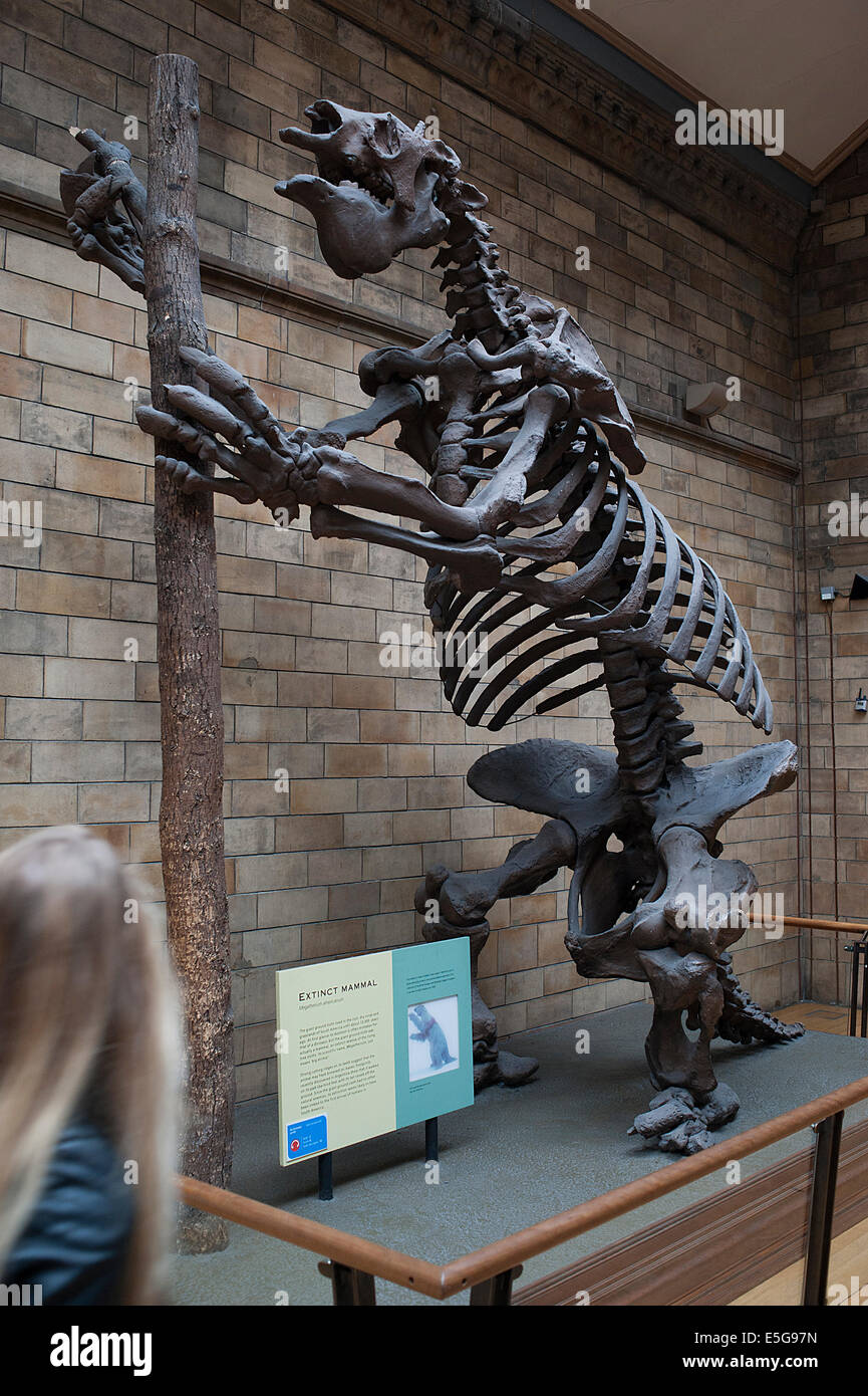 Squelette de mammifère disparu paresseux marcheur géant Megatherium americanum Banque D'Images