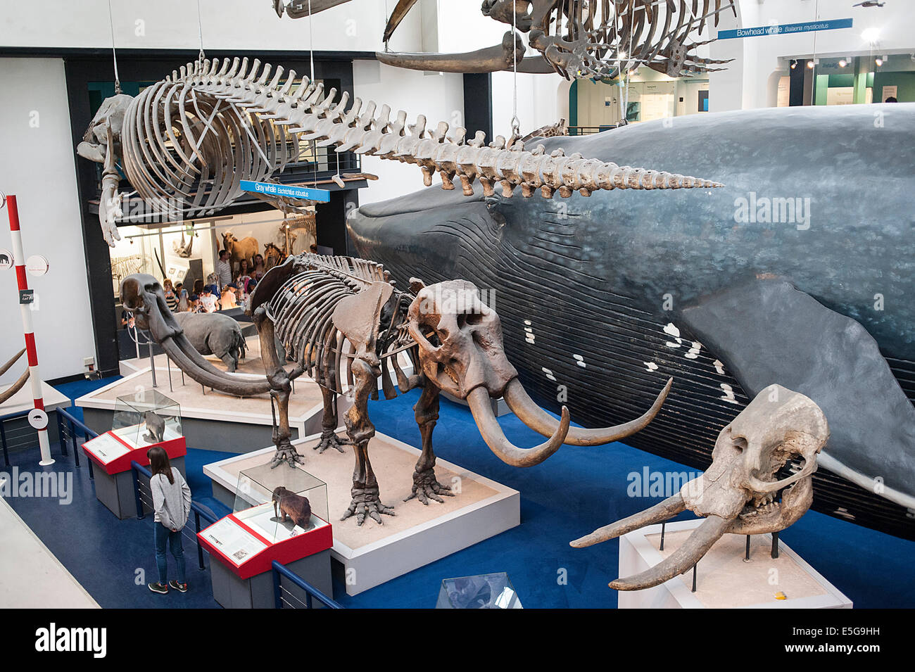 Mammifères pièce de la Natural History Museum de Londres, GB Banque D'Images