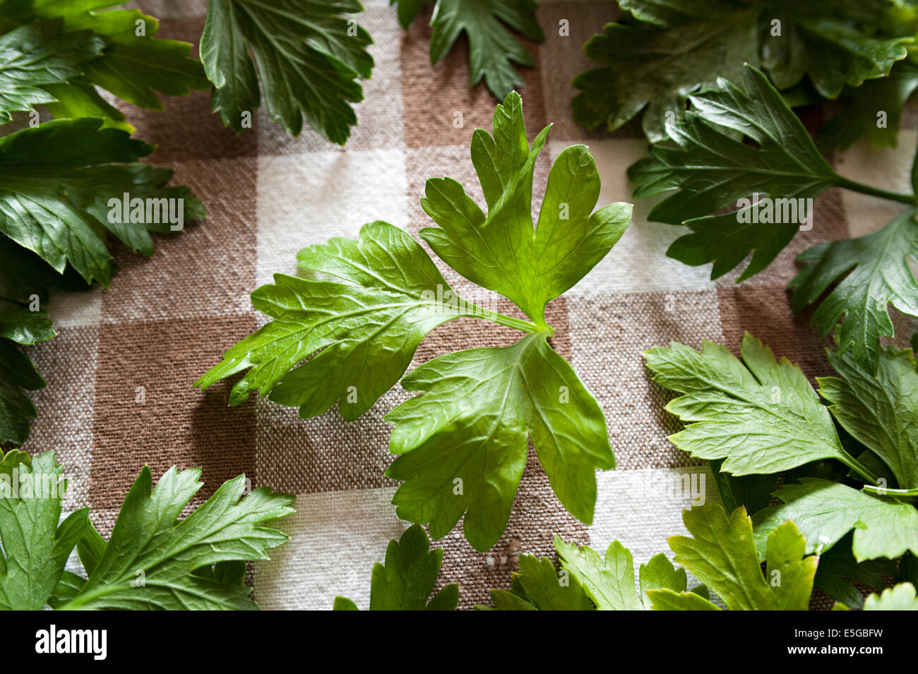 Feuilles de persil sur tapis de table, Close up Banque D'Images