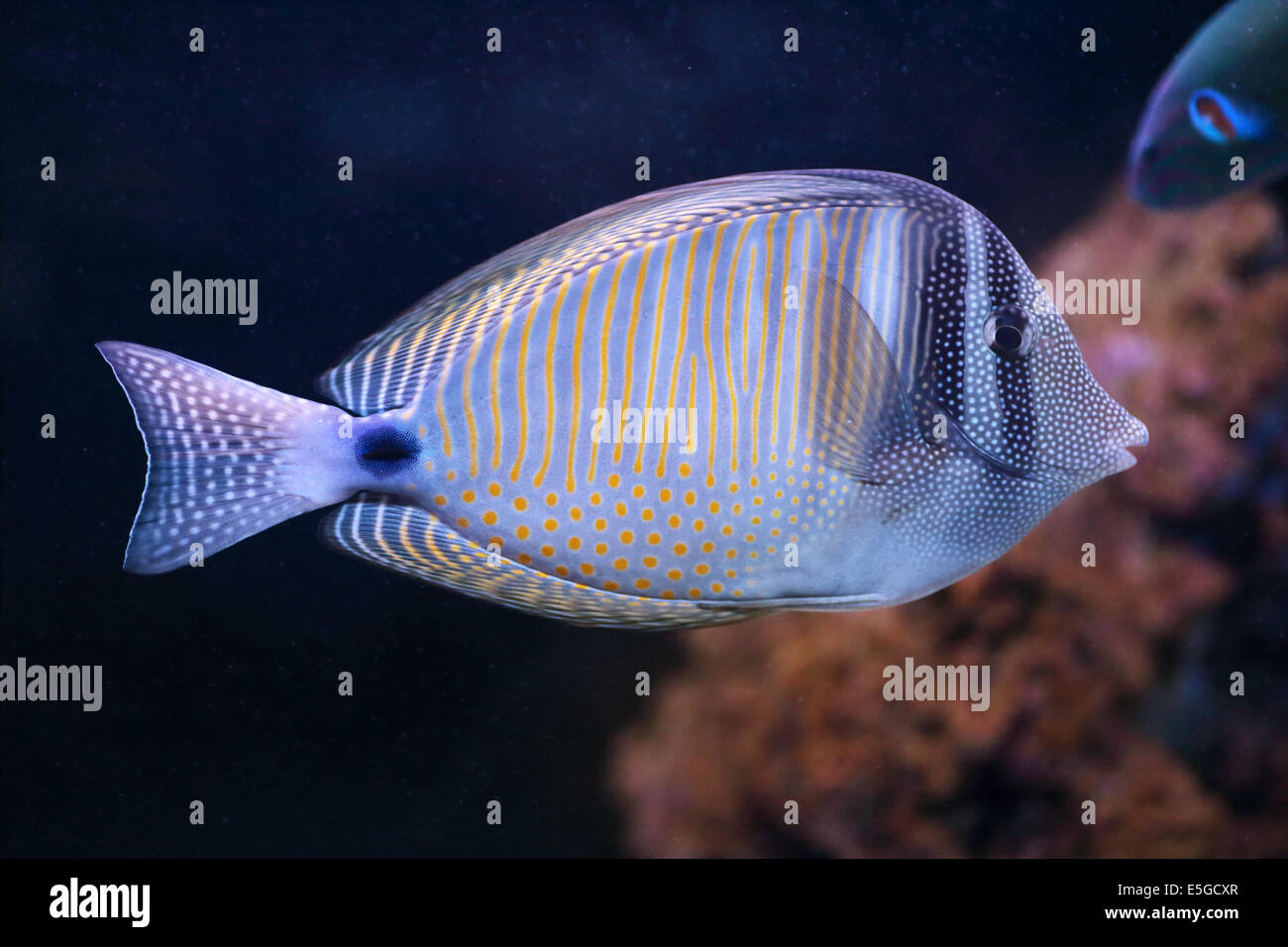 Une mer rouge sailfin tang, Zebrasoma desjardinii, également connu sous le nom de Desjardin sailfin tang, est un poisson de récif marin tropical eau o Banque D'Images