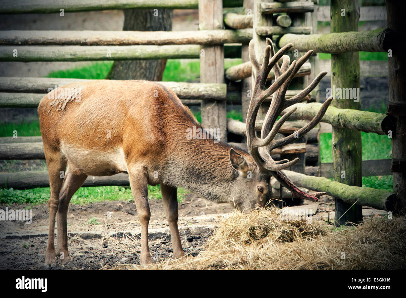 Deer derrière la barrière de manger le foin Banque D'Images