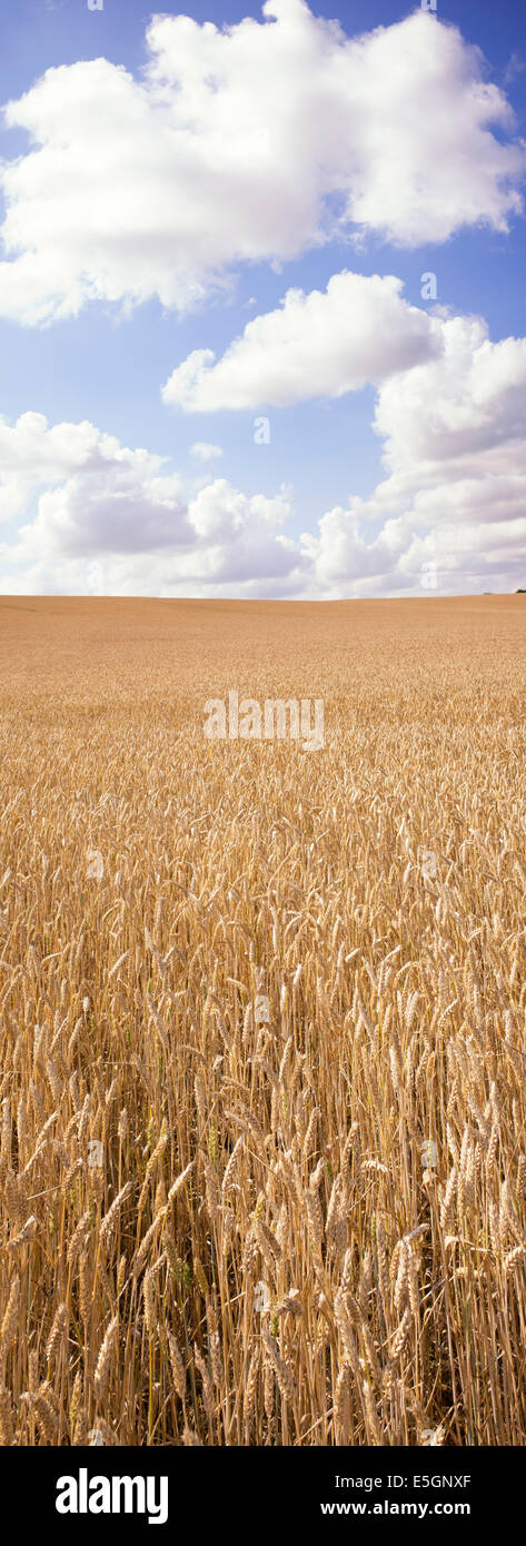 Champ de blé contre un bleu ciel nuageux dans la campagne anglaise Banque D'Images