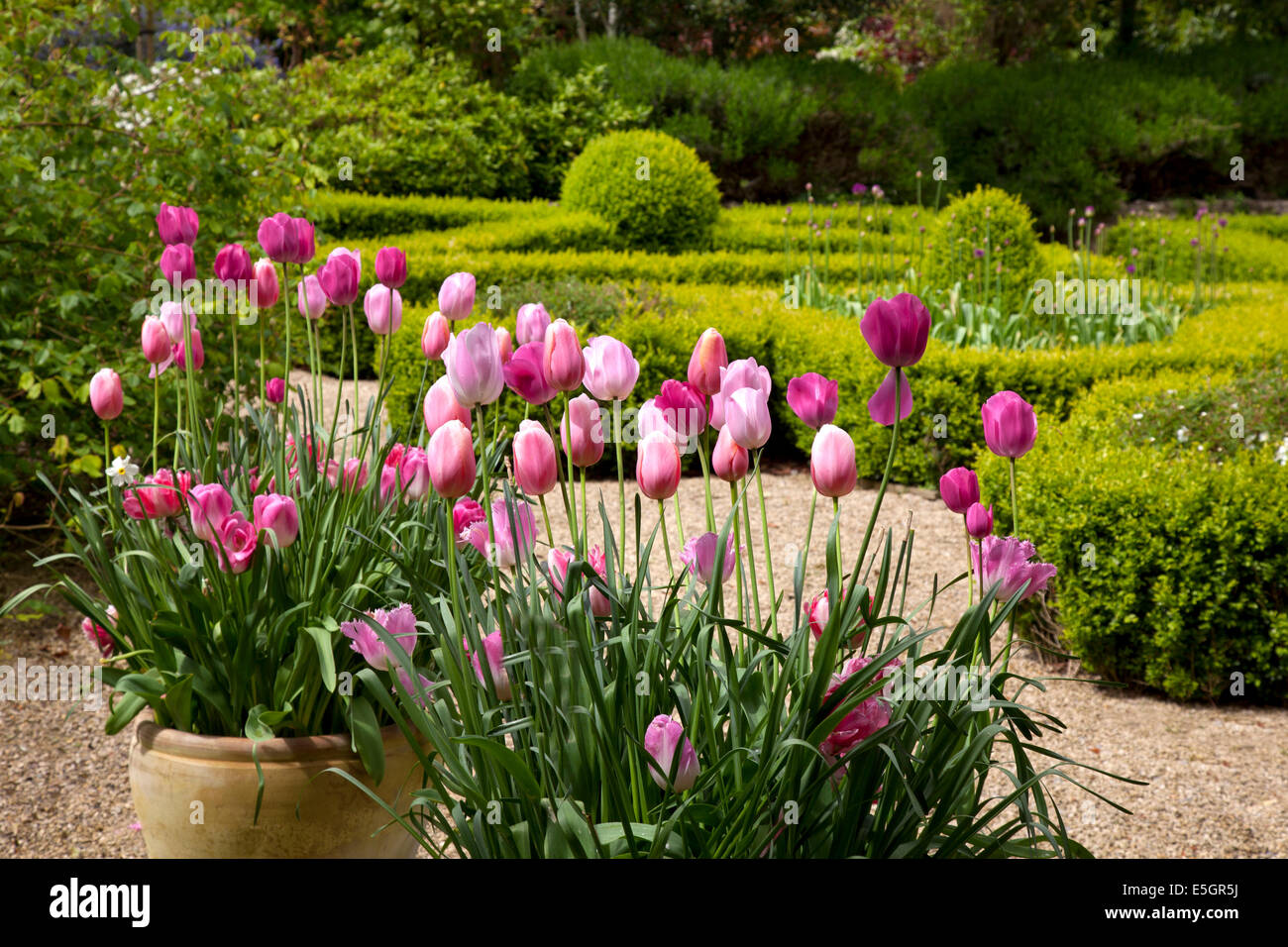 Tulipes au printemps dans pots en terre cuite dans le jardin anglais avec fort topiary Banque D'Images