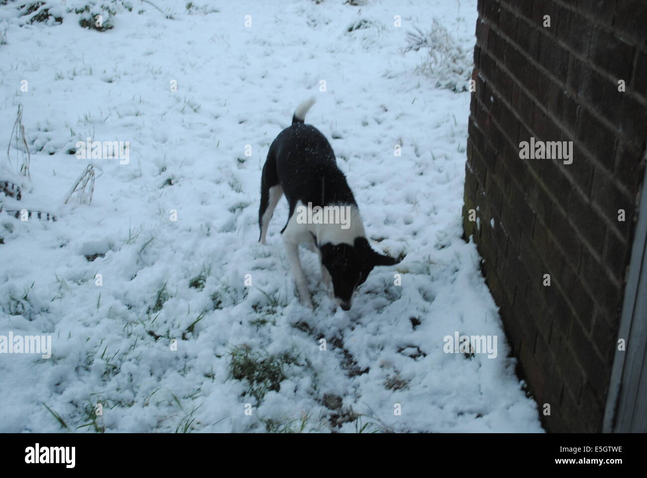 Border Collie dans la neige Banque D'Images