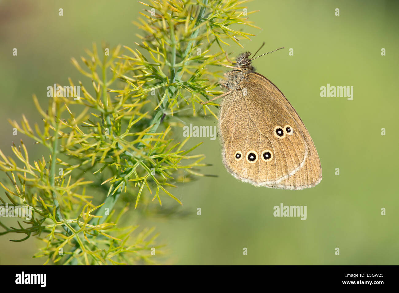 (Un papillon Aphantopus hyperantus), Royaume-Uni Banque D'Images