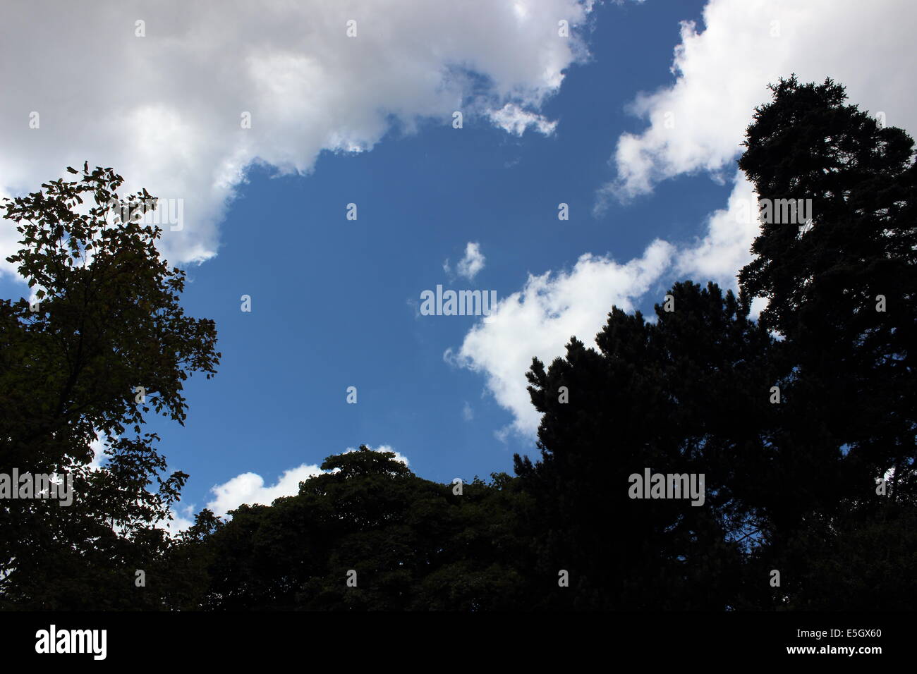 Avec les nuages arbres silhouette Banque D'Images