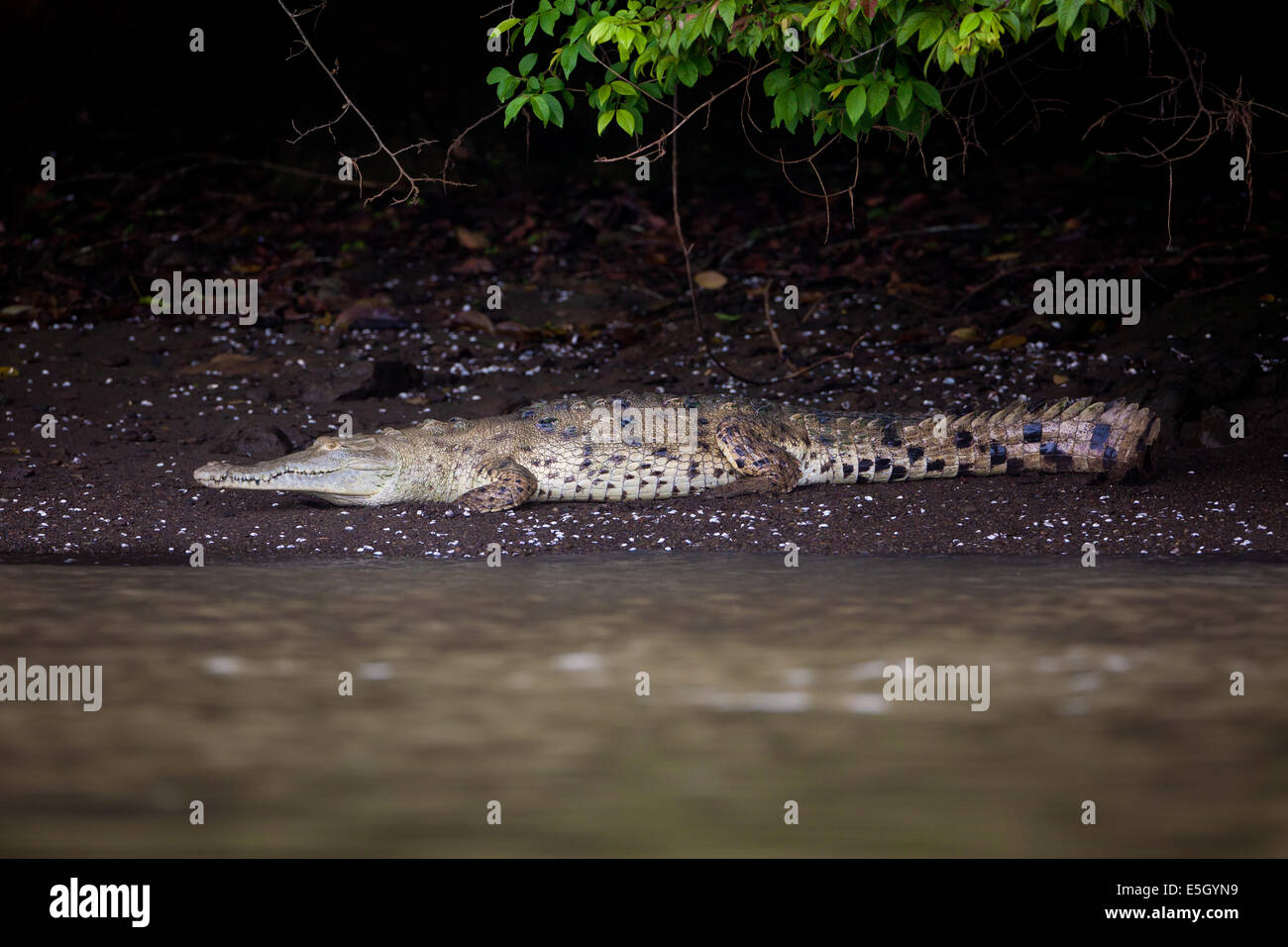 Crocodile, sci. nom ; Crocodylus acutus, au bord de lac de Lago Gatun, République du Panama. Banque D'Images