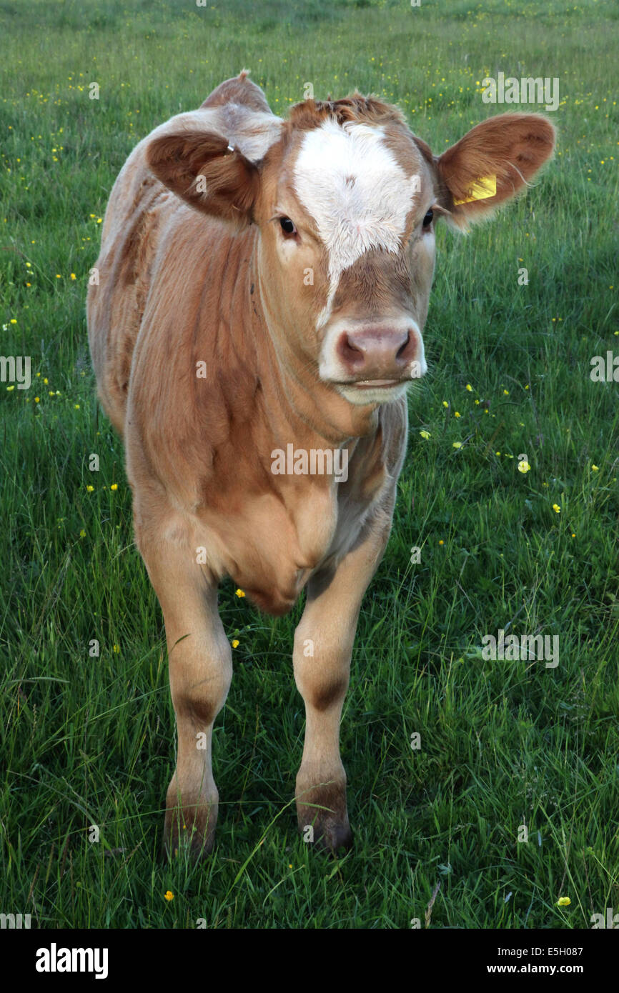 Un jeune veau Hereford debout dans un champ buttercup Banque D'Images