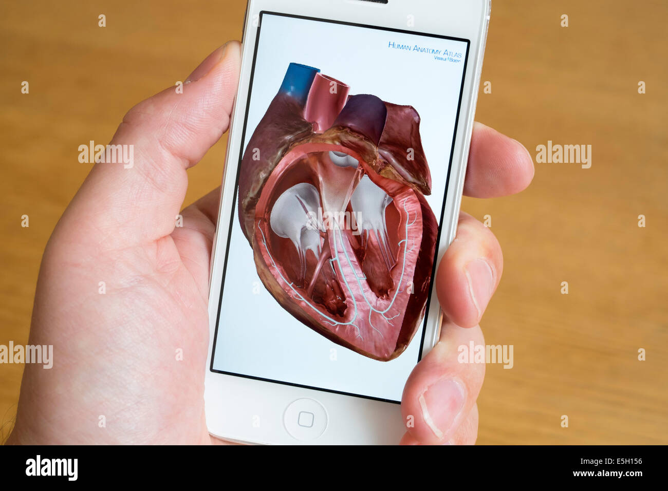 En utilisant app médicale d'étudier l'anatomie humaine de cœur sur un iPhone smart phone Banque D'Images