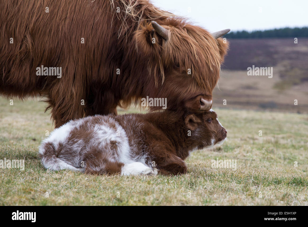 Cette photographie est de vaches Highland dans le parc national de Cairngorms. L'image est montrant une mère de donner de l'affection pour son petit Banque D'Images