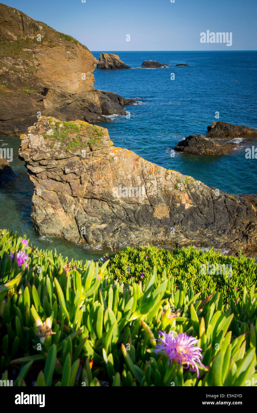 Des fleurs le long des rochers au-dessus du surf dans le lézard, Cornwall, Angleterre Banque D'Images