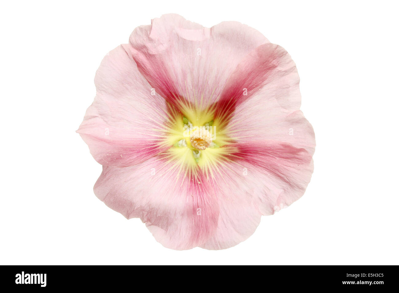 La mauve,Alcea, flower isolated on white Banque D'Images