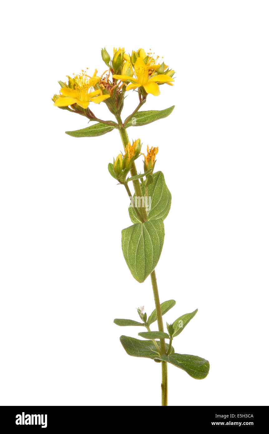 Perforer à St John's Wort, Hypericum perforatum, feuillage et fleurs sauvages isolés contre white Banque D'Images