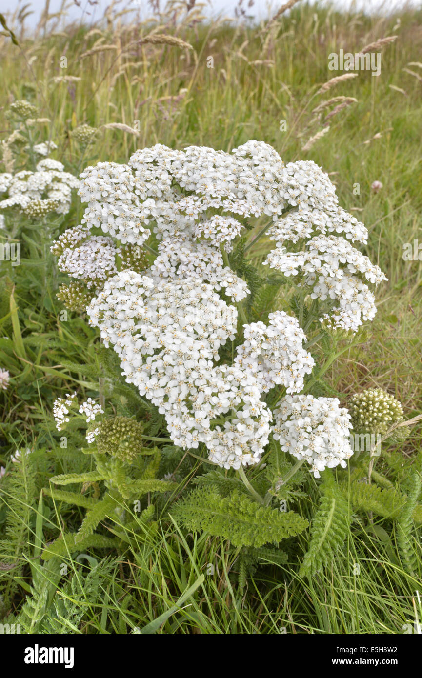 Achillée millefeuille - Achillea millefolium (Asteraceae) Banque D'Images