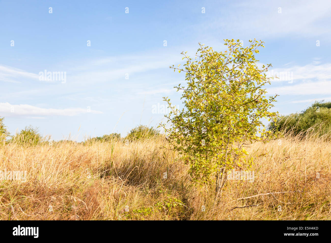 Petit jeune hawthorn bush dans un champ dans la lumière de l'été tôt le matin, England, UK Banque D'Images