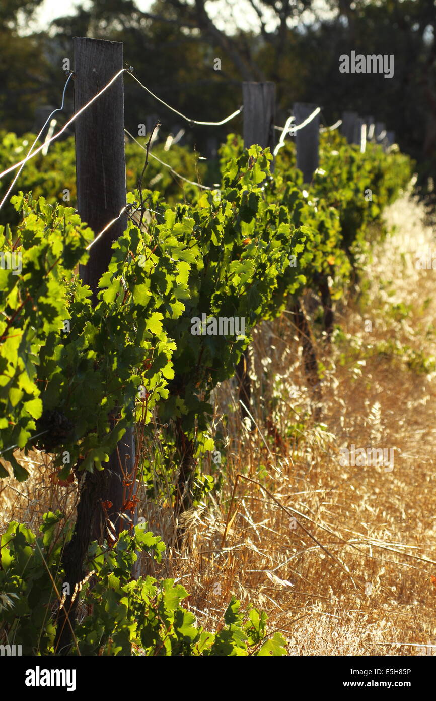 Rangées de vignes prospèrent dans la chaleur ensoleillée de l'Ouest dans un vignoble en Australie. Banque D'Images
