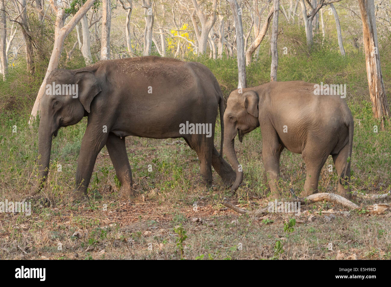 Les éléphants d'indiennes Banque D'Images