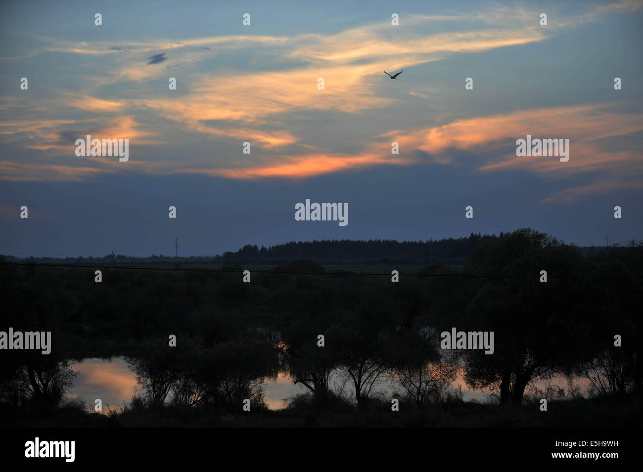 Hulin. 15e Août, 2014. Photo prise le 15 août 2014 montre le paysage de la zone humide sur l'Île Zhenbao Hulin, dans la province du nord-est de la Chine. L'Île Zhenbao, ce qui signifie trésor rare en chinois, a une superficie de 29 275 hectares. La zone humide ici a été désignée comme zone humide d'importance internationale par la Convention de Ramsar en octobre 2011 pour son importance vitale, car c'est un marais unique pour la diversité biologique. © Wang Jianwei/Xinhua/Alamy Live News Banque D'Images