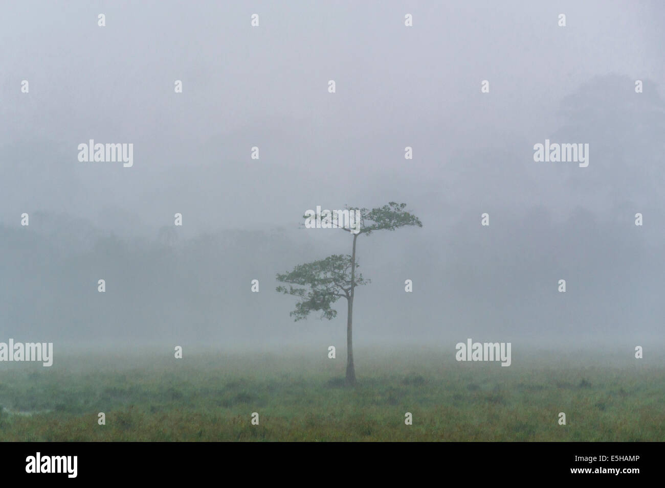 Plus de trombe d'une clairière dans la forêt tropicale, Djaloumbe, Djaloumbé, Parc National de Lobéké, Région de l'Est, Cameroun Banque D'Images