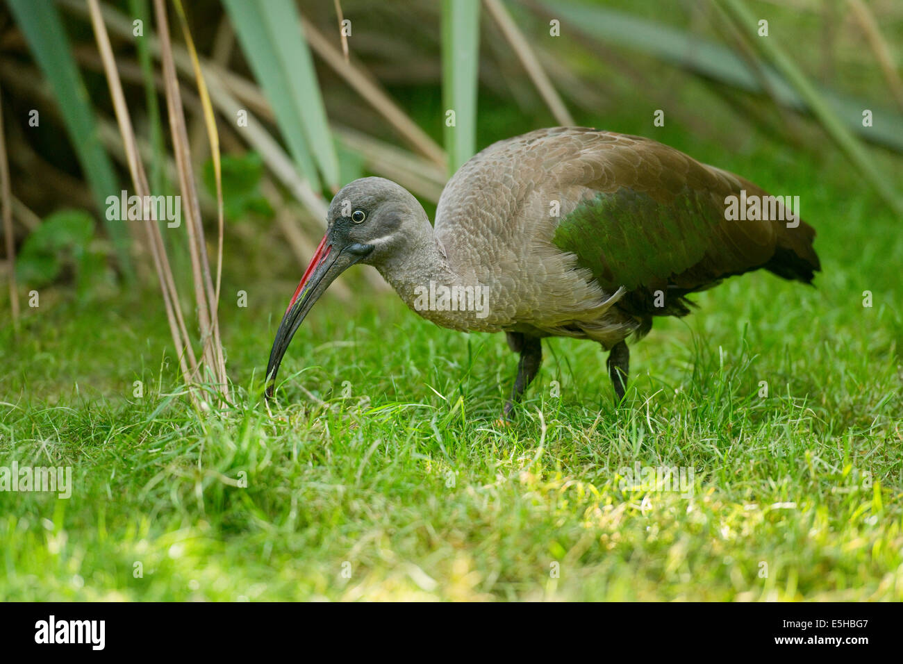 (Bostrychia hagedash Ibis hagedash), captive, Basse-Saxe, Allemagne Banque D'Images