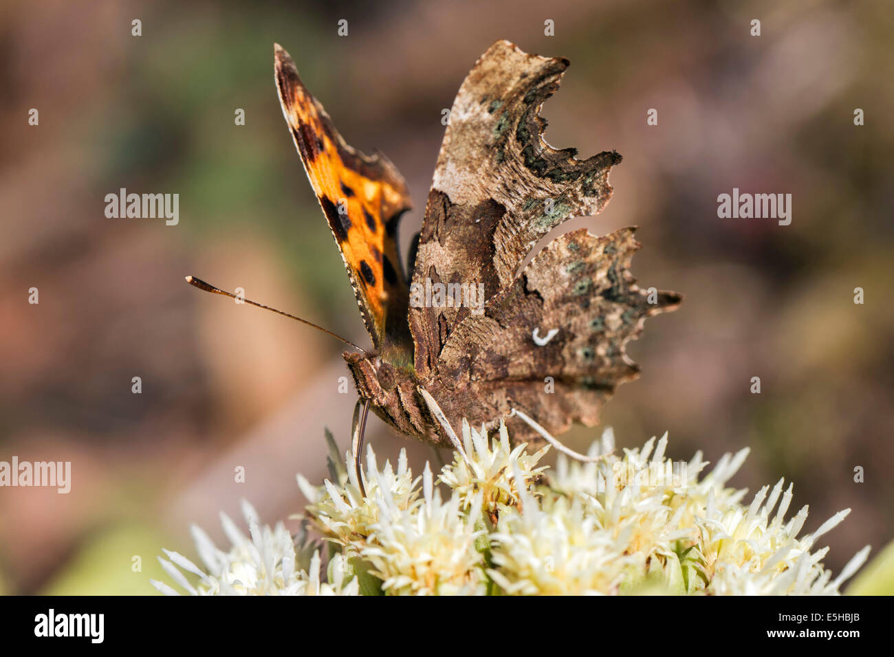 Comma butterfly (Polygonia c-album), se nourrissant de Pétasite Petasites fleurs alpines (paradoxus), dans le sud du Pays de Galles, Royaume-Uni Banque D'Images