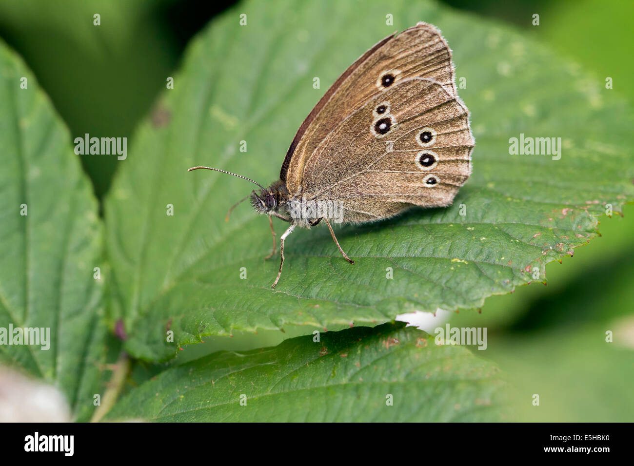 (Un papillon Aphantopus hyperantus), sur une feuille, dans le sud du Pays de Galles, Royaume-Uni Banque D'Images