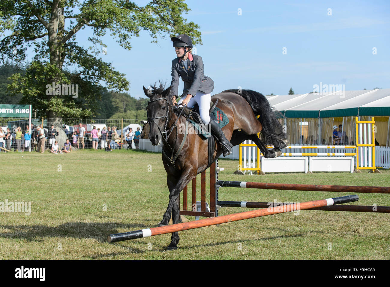 Poneys en compétition dans un concours de saut d'obstacles au cours de la 'Nouvelle Forêt & Hampshire County Show 2014'. Banque D'Images