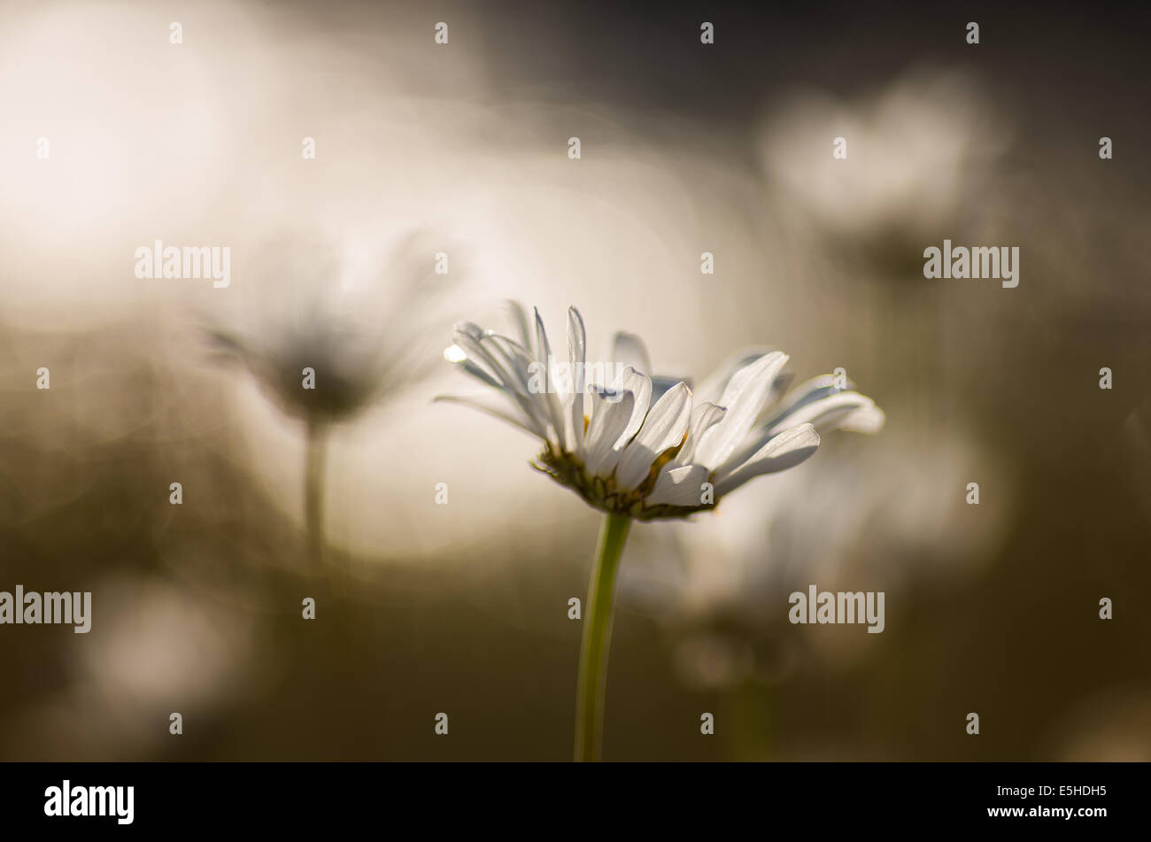 Marguerites Oxeye contre la lumière au lever du soleil sur l'eau, avec des effets de flou. Banque D'Images