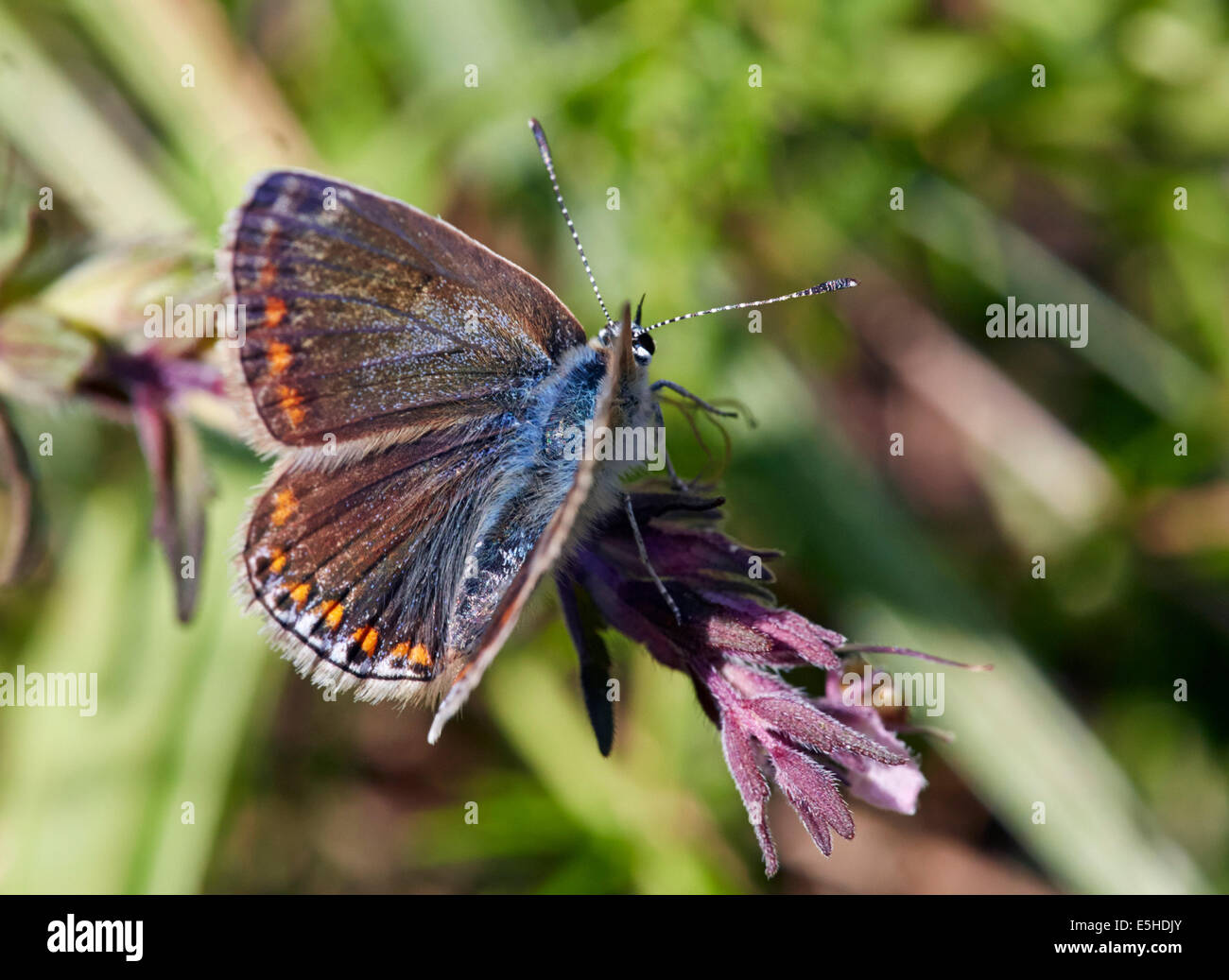 Papillon Bleu commun (femelle). Hurst Meadows, West Molesey, Surrey, Angleterre. Banque D'Images