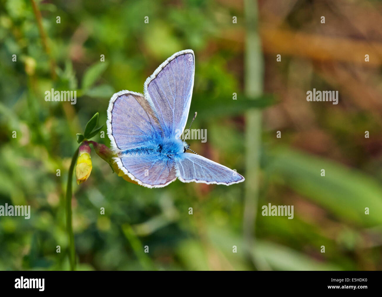 Papillon Bleu commun sur le lotier. Hurst Meadows, West Molesey, Surrey, Angleterre. Banque D'Images