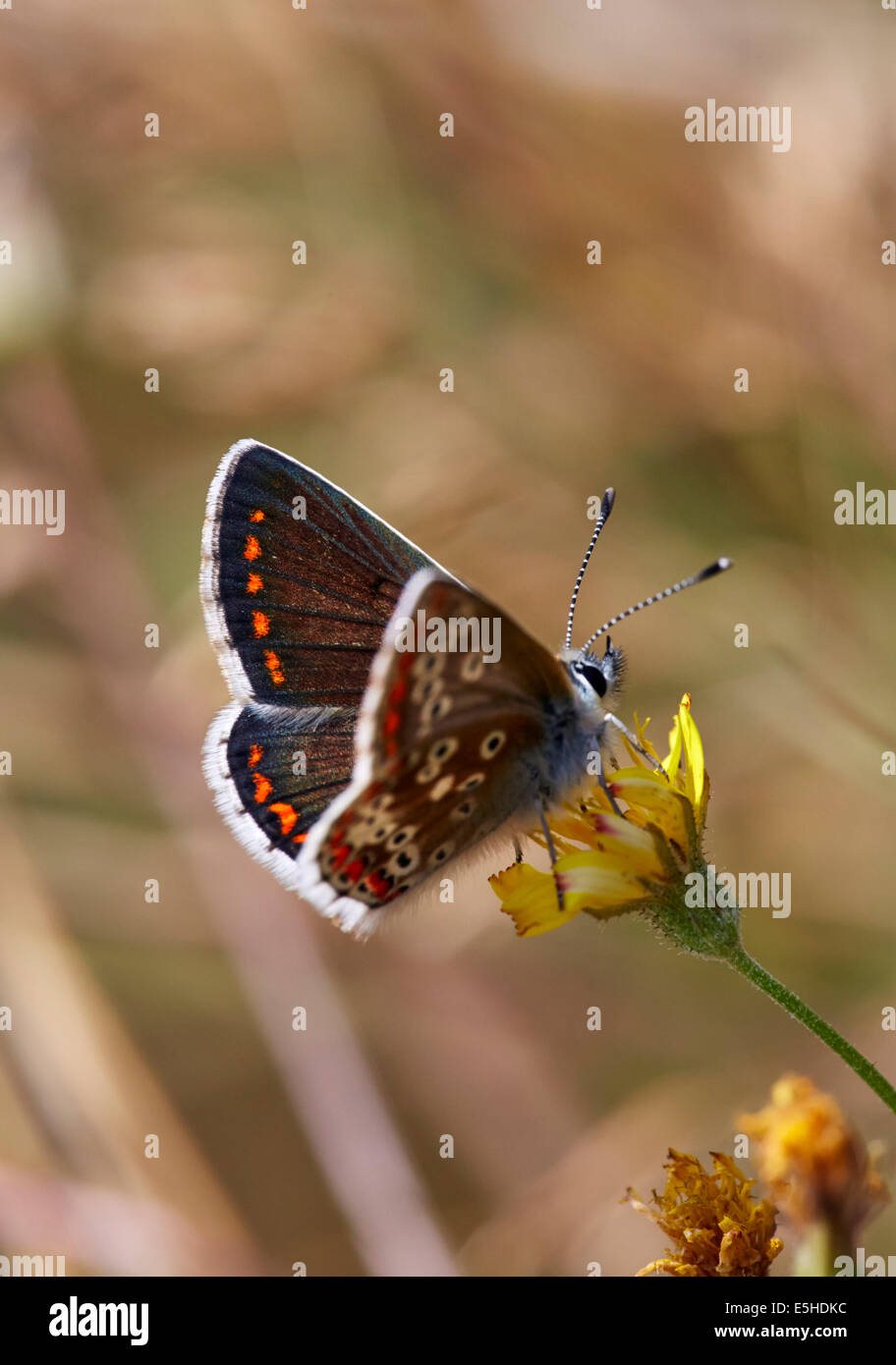 Papillon Argus brun. Hurst Meadows, West Molesey, Surrey, Angleterre. Banque D'Images