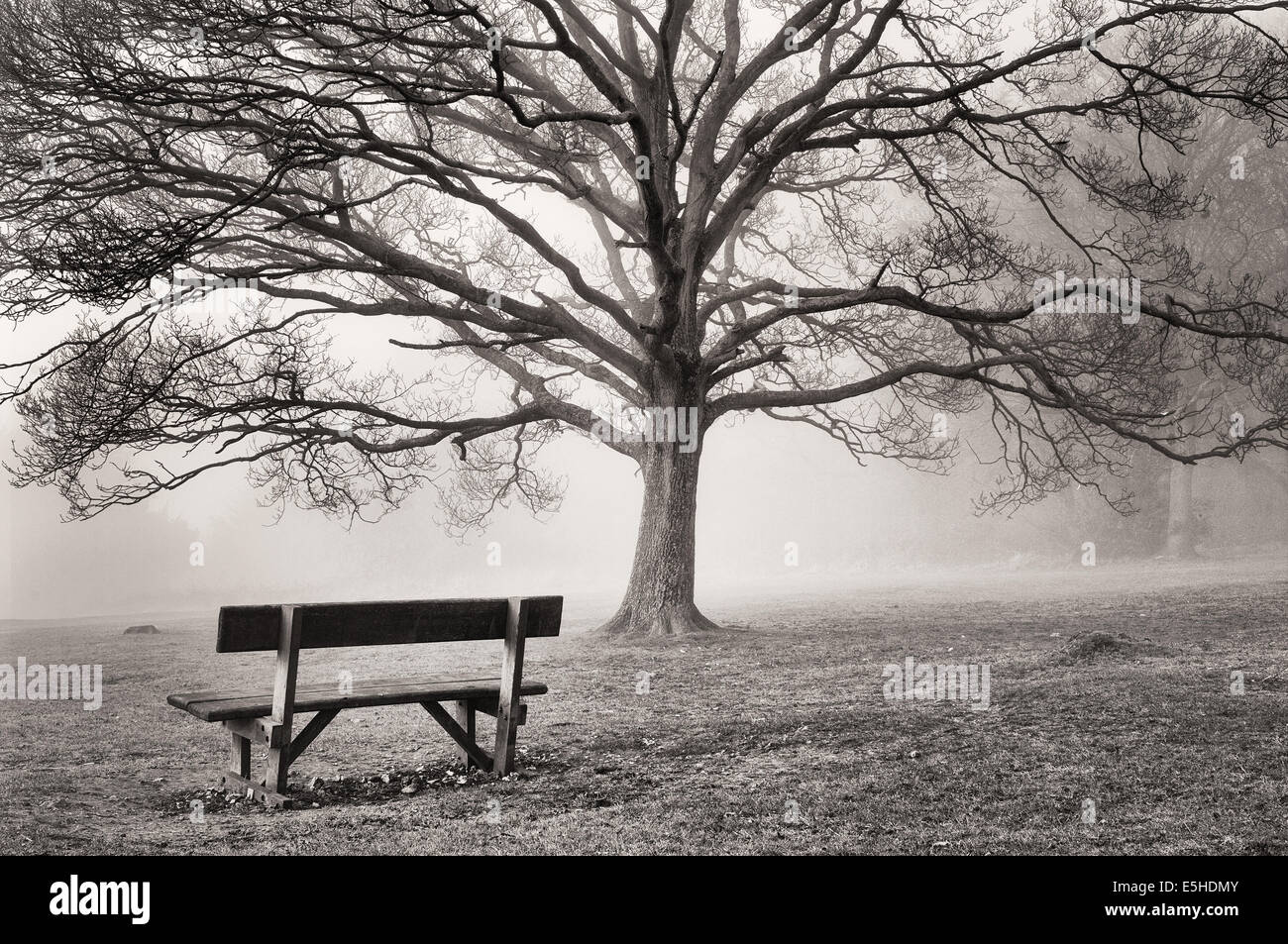 Image en noir et blanc de Newlands Corner, d'un seul banc de parc sous un arbre dans le brouillard. Banque D'Images