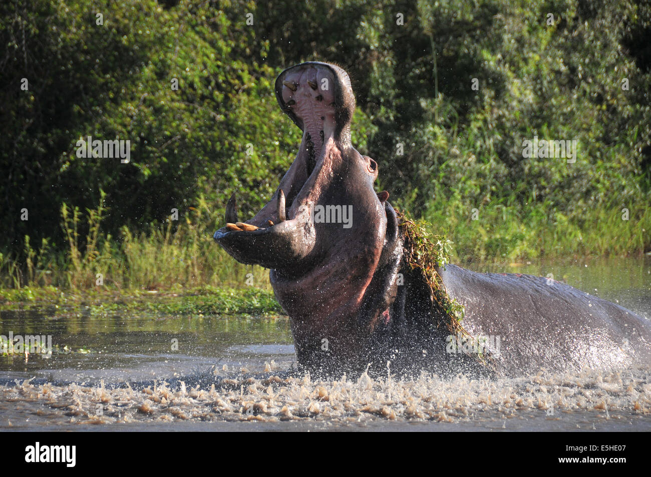 En colère vieux hippo avec une large bouche ouverte Banque D'Images