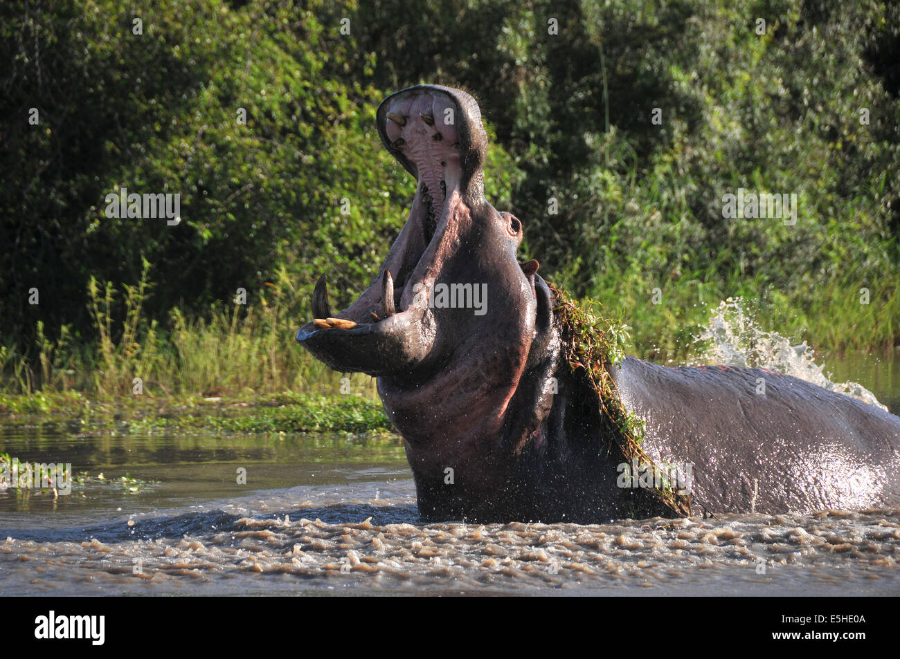 Grande bouche hippo montre ses dents Banque D'Images