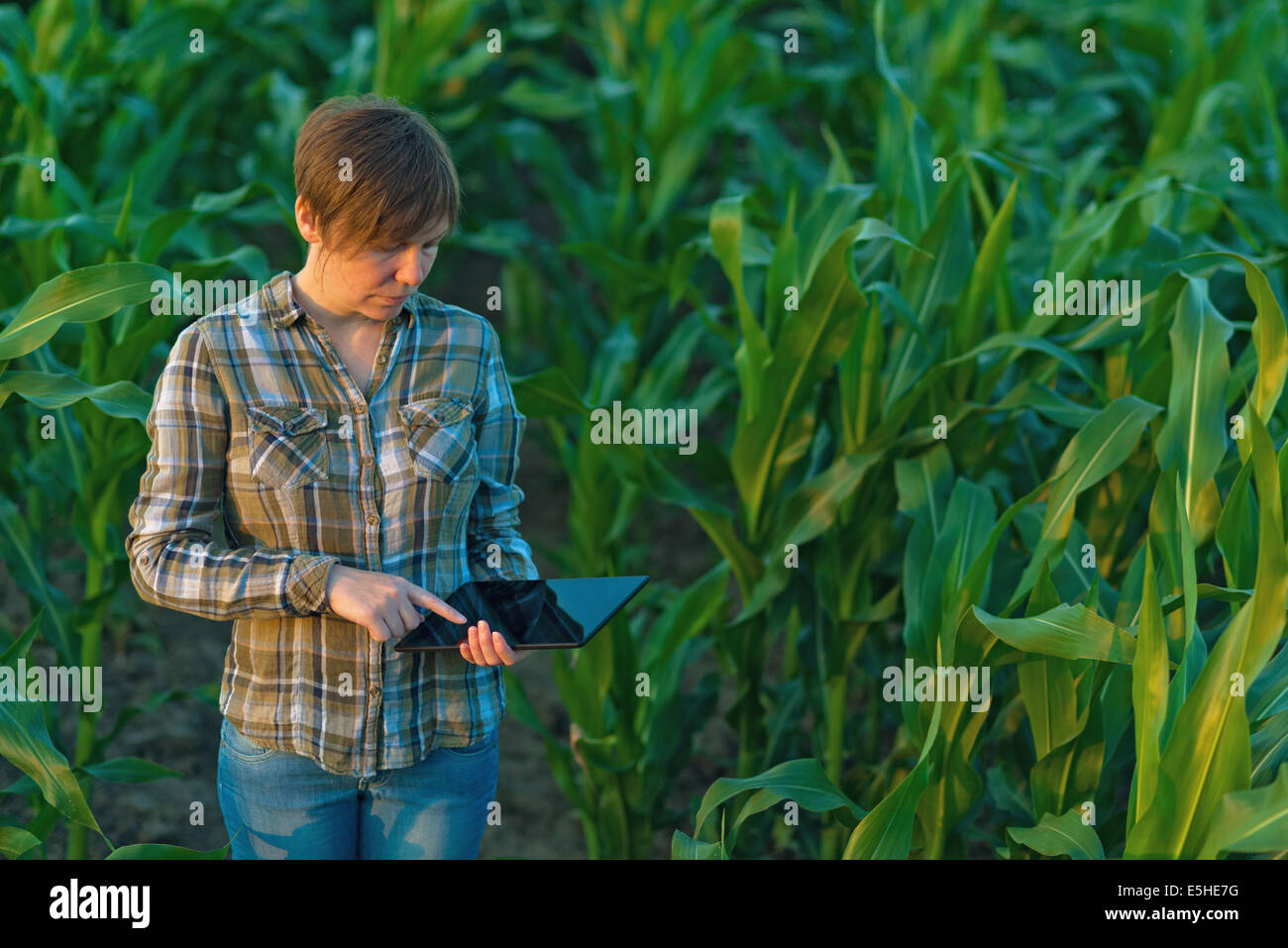 Femme agronome avec ordinateur tablette en champ de maïs cultivées agricoles. Banque D'Images